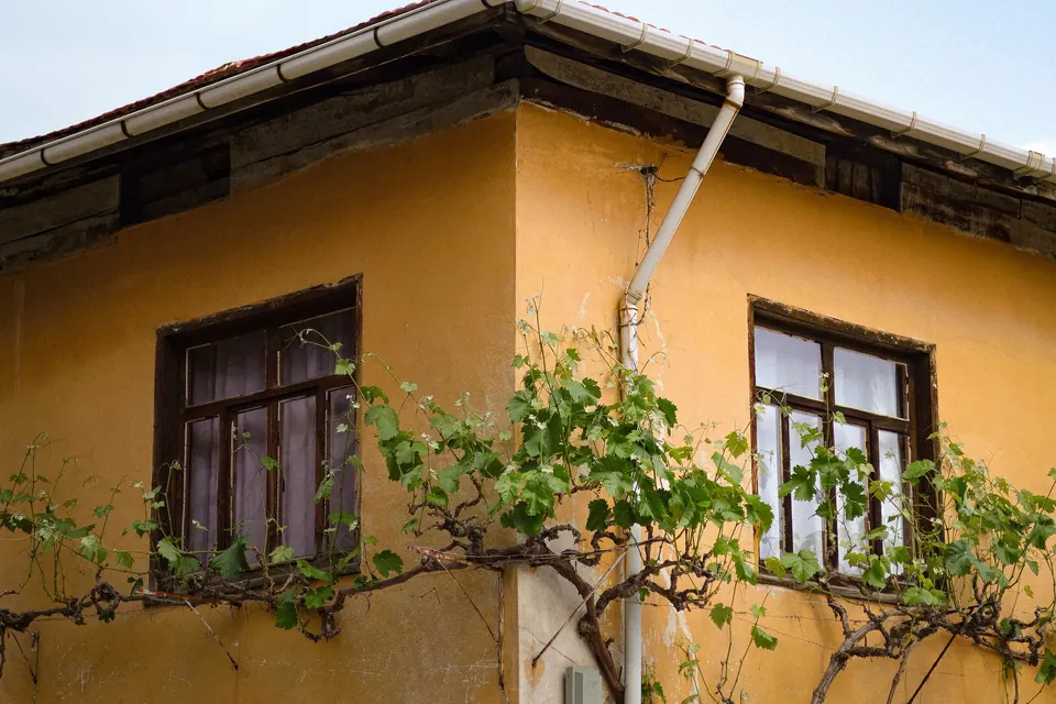 Gouttière pendante et tuyau de descente sur une maison à enduit ocre, vigne en façade